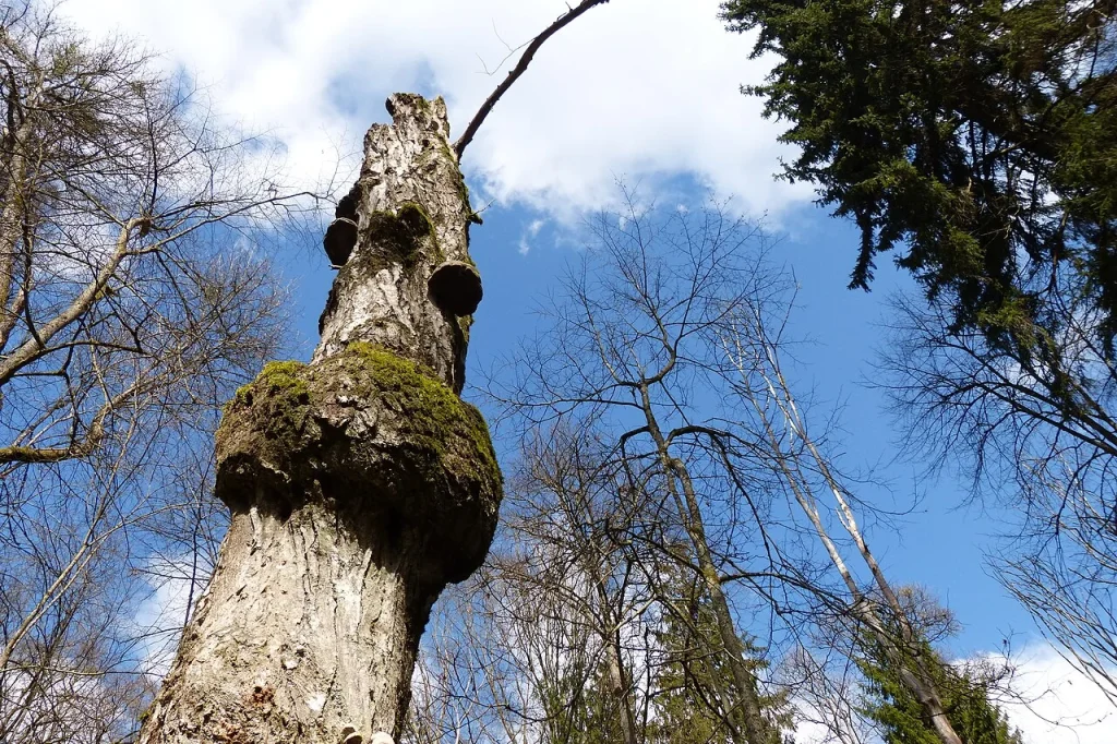 Trees in Bialowieza National Park, Poland, photographed in April 2015
