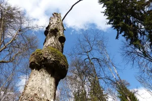 Trees in Bialowieza National Park, Poland, photographed in April 2015