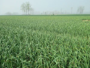 Rows of growing garlic at the Jinxiang planting base in Shandong