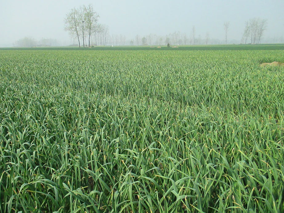 Rows of growing garlic at the Jinxiang planting base in Shandong