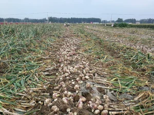 Harvested garlic bulbs and stalks laid out in rows in a Jinxiang field