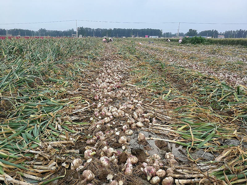 Harvested garlic bulbs and stalks laid out in rows in a Jinxiang field