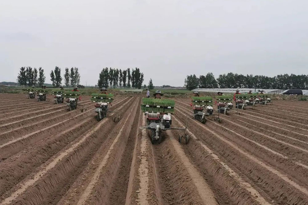 China Agricultural Mechanization News: Impressive! WoHua Technology's Fully Mechanized and Socialized Service Project for Large Scallions Wins First Prize!
