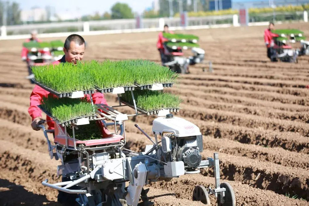China Agricultural Mechanization News: Impressive! WoHua Technology's Fully Mechanized and Socialized Service Project for Large Scallions Wins First Prize!